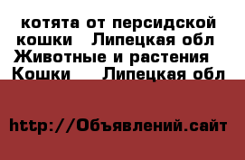 котята от персидской кошки - Липецкая обл. Животные и растения » Кошки   . Липецкая обл.